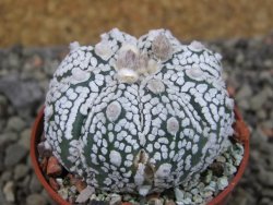 Astrophytum Super Kabuto X red flower oibo, pot 5,5 cm - 12403651