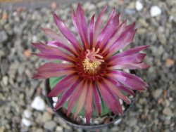 Astrophytum asterias nudum X red flower oibo, pot 5,5 cm - 12403653