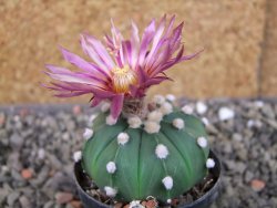 Astrophytum asterias nudum X red flower oibo, pot 5,5 cm - 12403654