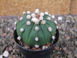 Astrophytum asterias nudum X red flower oibo, pot 5,5 cm - 12403655