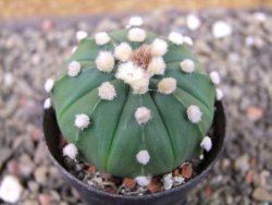 Astrophytum asterias nudum X red flower oibo, pot 5,5 cm - 12403656