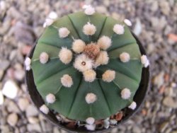 Astrophytum asterias nudum X red flower oibo, pot 5,5 cm - 12403657