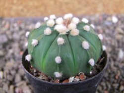 Astrophytum asterias nudum X red flower oibo, pot 5,5 cm - 12403658