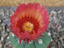 Astrophytum niveum nudum X red flower oibo, pot 5,5 cm - 12403660