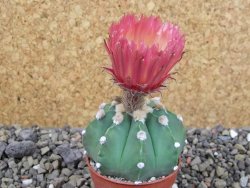 Astrophytum niveum nudum X red flower oibo, pot 5,5 cm - 12403661