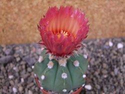Astrophytum niveum nudum X red flower oibo, pot 5,5 cm - 12403662