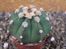 Astrophytum niveum nudum X red flower oibo, pot 5,5 cm - 12403663