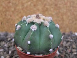 Astrophytum niveum nudum X red flower oibo, pot 5,5 cm - 12403664