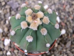 Astrophytum niveum nudum X red flower oibo, pot 5,5 cm - 12403665
