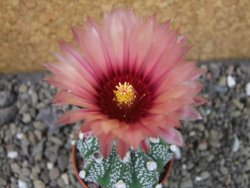 Astrophytum capricorne X red flower oibo, pot 5,5 cm - 12403675
