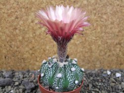 Astrophytum capricorne X red flower oibo, pot 5,5 cm - 12403676