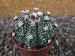 Astrophytum capricorne X red flower oibo, pot 5,5 cm - 12403677