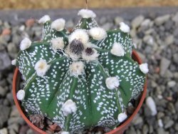 Astrophytum capricorne X red flower oibo, pot 5,5 cm - 12403678