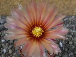 Astrophytum capricorne X red flower oibo, pot 5,5 cm - 12403680