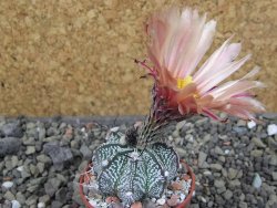 Astrophytum capricorne X red flower oibo, pot 5,5 cm - 12403681