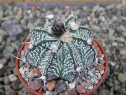 Astrophytum capricorne X red flower oibo, pot 5,5 cm - 12403682
