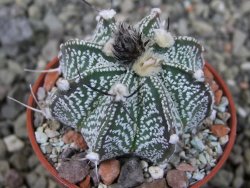 Astrophytum capricorne X red flower oibo, pot 5,5 cm - 12403683