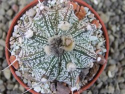 Astrophytum capricorne X red flower oibo, pot 5,5 cm - 12403684
