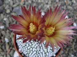Astrophytum Super Kabuto X red flower oibo, pot 5,5 cm - 12403686