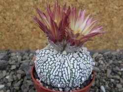 Astrophytum Super Kabuto X red flower oibo, pot 5,5 cm - 12403687