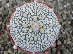 Astrophytum Super Kabuto X red flower oibo, pot 5,5 cm - 12403688
