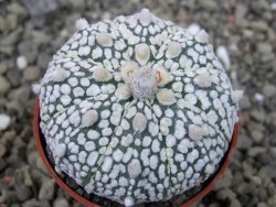 Astrophytum Super Kabuto X red flower oibo, pot 5,5 cm - 12403689