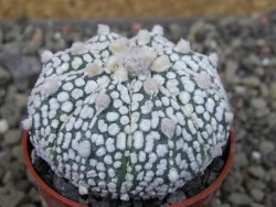 Astrophytum Super Kabuto X red flower oibo, pot 5,5 cm - 12403690