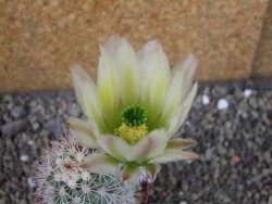 Echinocereus dasyacanthus, pot 6,5 cm - 12403692