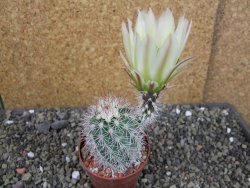 Echinocereus dasyacanthus, pot 6,5 cm - 12403693