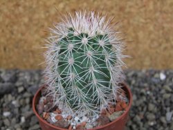 Echinocereus dasyacanthus, pot 6,5 cm - 12403694