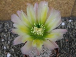 Echinocereus dasyacanthus, pot 5,5 cm - 12403696