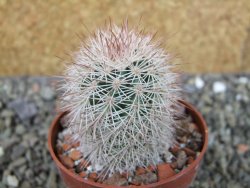 Echinocereus dasyacanthus, pot 5,5 cm - 12403699