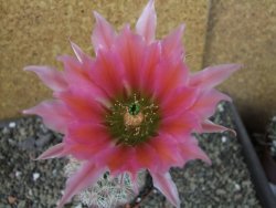 Echinocereus dasyacanthus výběr z květů, pot 9 cm - 12403701