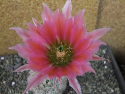Echinocereus dasyacanthus výběr z květů, pot 9 cm - 12403702
