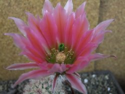Echinocereus dasyacanthus výběr z květů, pot 9 cm - 12403703