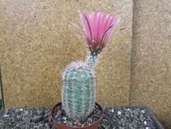 Echinocereus dasyacanthus výběr z květů, pot 9 cm - 12403704