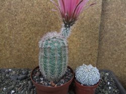 Echinocereus dasyacanthus výběr z květů, pot 9 cm - 12403705