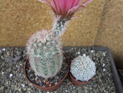 Echinocereus dasyacanthus výběr z květů, pot 9 cm - 12403706