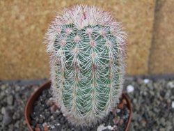Echinocereus dasyacanthus výběr z květů, pot 9 cm - 12403707