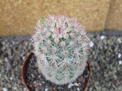 Echinocereus dasyacanthus výběr z květů, pot 9 cm - 12403708