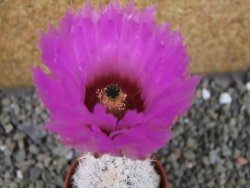 Echinocereus reichenbachii albispinus x bayleyi pot 5,5 cm - 12403710
