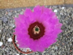 Echinocereus reichenbachii albispinus x bayleyi pot 5,5 cm - 12403711