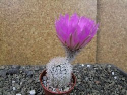 Echinocereus reichenbachii albispinus x bayleyi pot 5,5 cm - 12403712