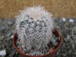 Echinocereus reichenbachii albispinus x bayleyi pot 5,5 cm - 12403713