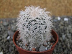 Echinocereus reichenbachii albispinus x bayleyi pot 5,5 cm - 12403714
