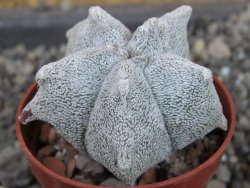 Asrophytum coahuilense Hakuran, pot 5,5 cm - 12403721
