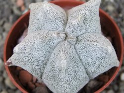 Asrophytum coahuilense Hakuran, pot 5,5 cm - 12403722