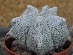 Asrophytum coahuilense Hakuran, pot 5,5 cm - 12403723