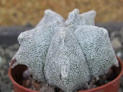 Asrophytum coahuilense Hakuran, pot 5,5 cm - 12403724