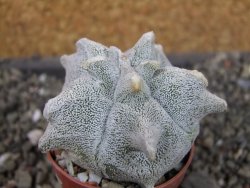 Asrophytum coahuilense Hakuran, pot 5,5 cm - 12403725